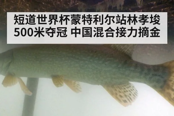 短道世界杯蒙特利尔站林孝埈500米夺冠 中国混合接力摘金